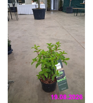 Hydrangea pan. 'Magical Lime Sparkle'® C 2,5 L